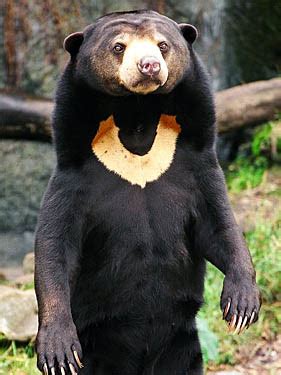 The Sun Bear stands approximately 1.2 meters tall and weighs around 65kg. It takes its name from the yellow crest on its chest. As the least studied bear species, comparatively little is known about the Malayan sun bear. It is an opportunistic omnivore, using its long tongue to eat termites and ants, beetle and bee larvae, honey and a large ...